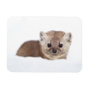 Íman Bebês Mais Pobres   Pine Marten