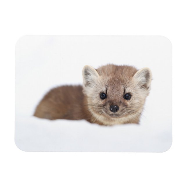Íman Bebês Mais Pobres | Pine Marten (Horizontal)