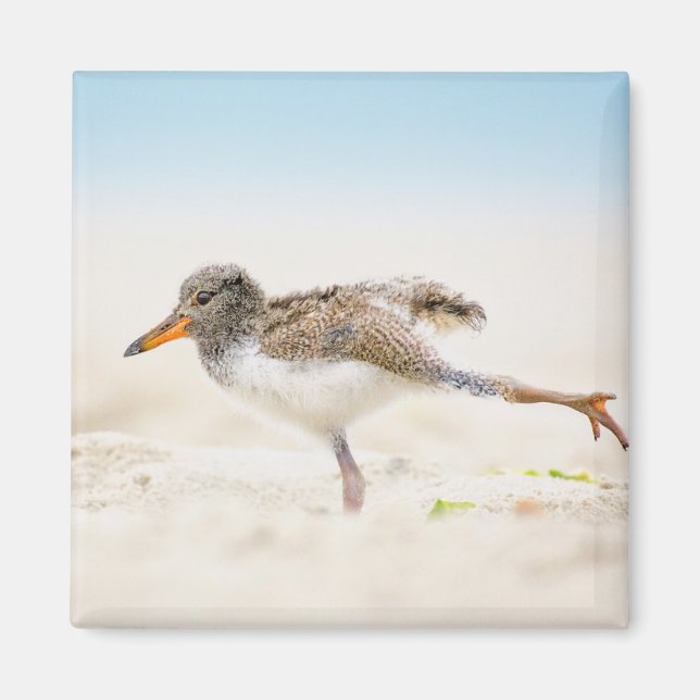 Íman Bebês Mais Pobres | Pintinho de Oystercatcher Amer (Frente)