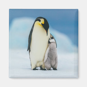 Íman Bebês Mais Pobres Pintinho Imperador Pinguim