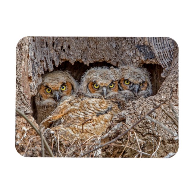 Íman Bebês Mais Pobres | PINTINHOS EXCELENTES (Horizontal)