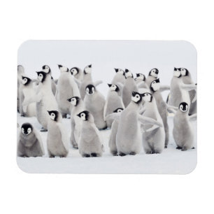 Íman Bebês Mais Pobres Pintinhos Imperadores Pinguins