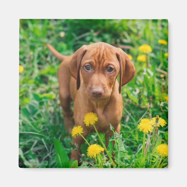 Íman Bebês Mais Pobres | Pointer Puppy (Frente)