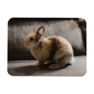 Íman Bebês Mais Pobres Rabbit anão neerlandês