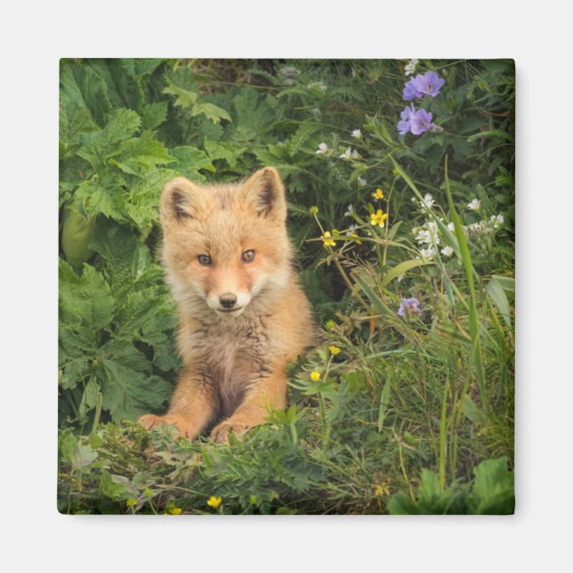 Íman Bebês Mais Pobres | Red Fox em Umnak Alaska (Frente)