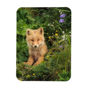 Íman Bebês Mais Pobres Red Fox em Umnak Alaska