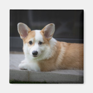 Íman Bebês Mais Pobres Relaxamento do Corgi Puppy