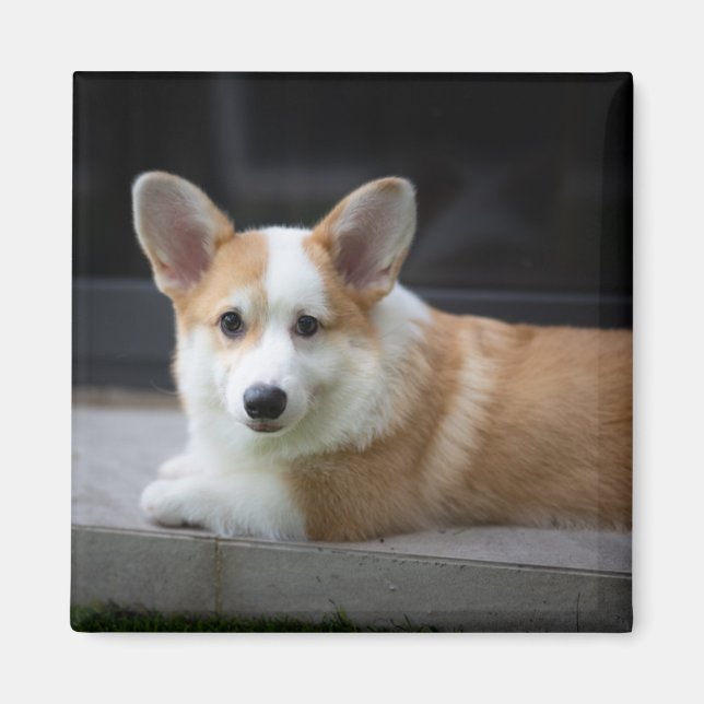 Íman Bebês Mais Pobres | Relaxamento do Corgi Puppy (Frente)
