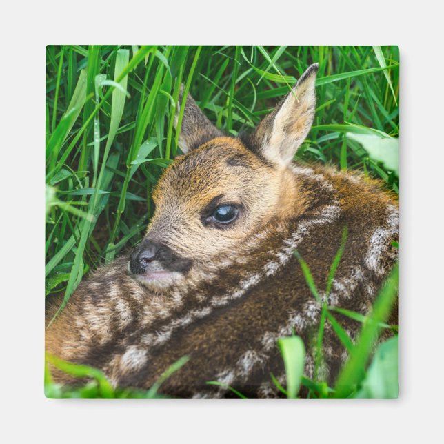 Íman Bebês Mais Pobres | Roe Deer Baby (Frente)