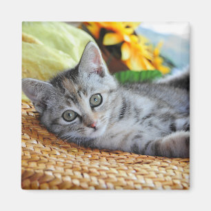 Íman Bebês Mais Pobres Salto de Kitten
