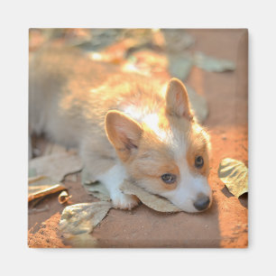 Íman Bebês Mais Pobres Shy Corgi