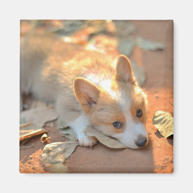 Íman Bebês Mais Pobres | Shy Corgi (Frente)