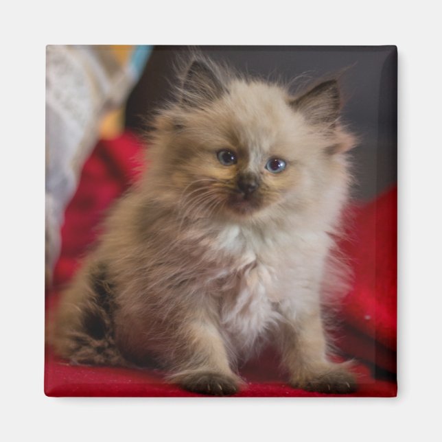Íman Bebês Mais Pobres | Siamese Kitten (Frente)