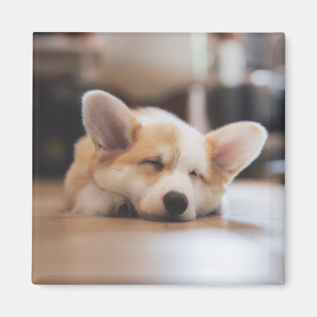 Íman Bebês Mais Pobres | Sleepy Corgi (Frente)