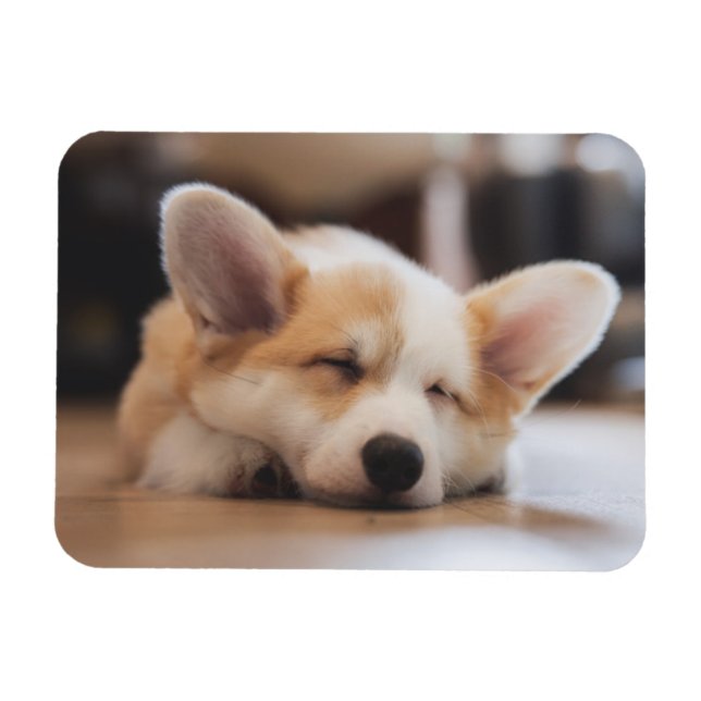 Íman Bebês Mais Pobres | Sleepy Corgi (Horizontal)