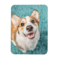 Bebês Mais Pobres | Sorriso De Puppy Corgi