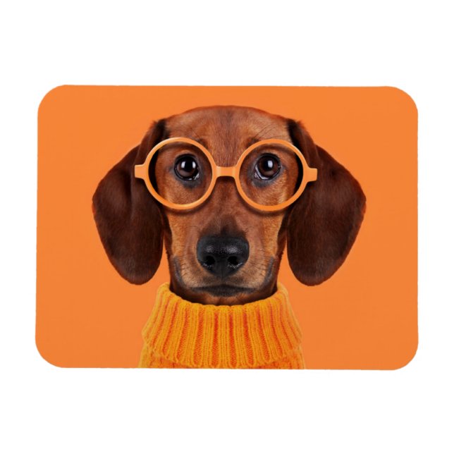 Íman Bebês Mais Pobres | Suéter de laranja Dachshund (Horizontal)