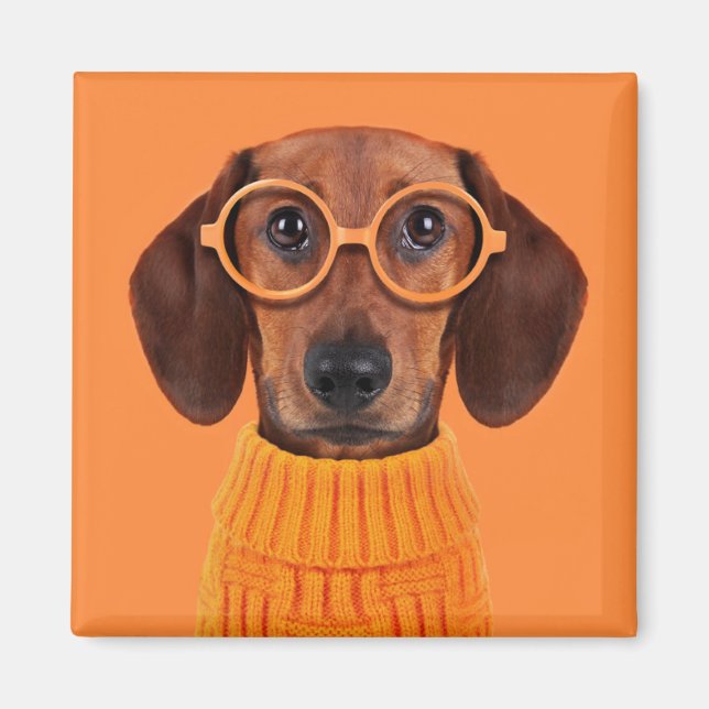 Íman Bebês Mais Pobres | Suéter de laranja Dachshund (Frente)