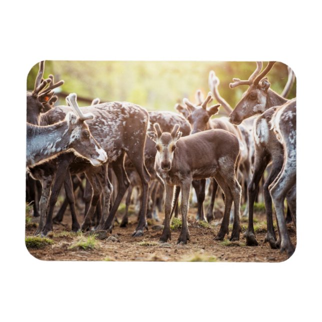 Íman Bebês Mais Pobres | Svalbard Reindeer (Horizontal)