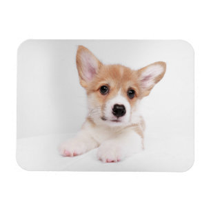 Íman Bebês Mais Pobres Sweet Baby Corgi