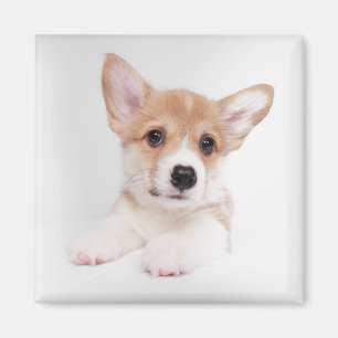 Íman Bebês Mais Pobres Sweet Baby Corgi