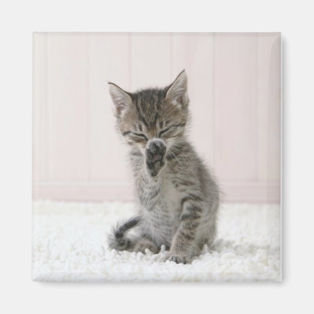 Íman Bebês Mais Pobres | Tabby Kitten De Licença (Frente)
