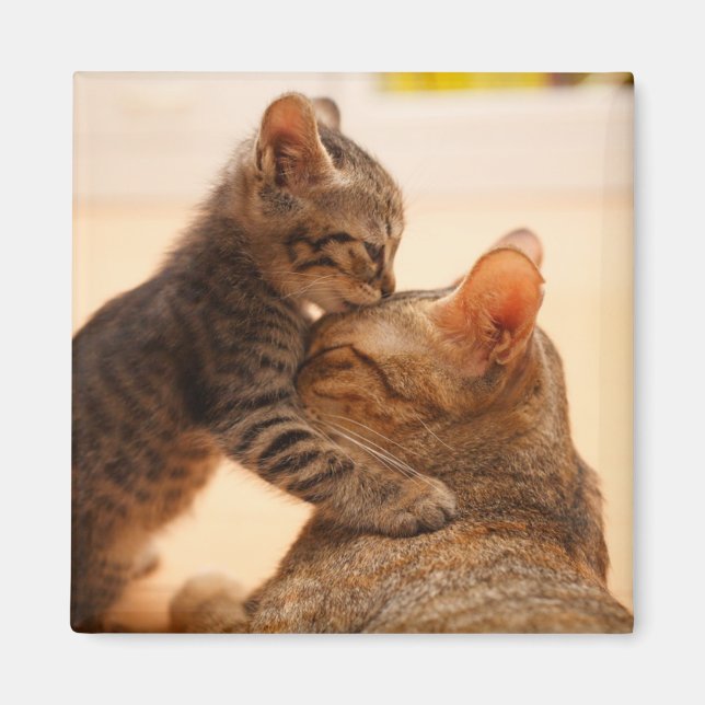 Íman Bebês Mais Pobres | Tabby Kitten Kiss (Frente)