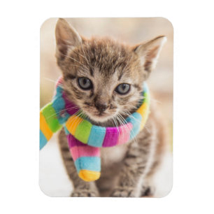 Íman Bebês Mais Pobres   Tabby Kitten Rainbow Scarf