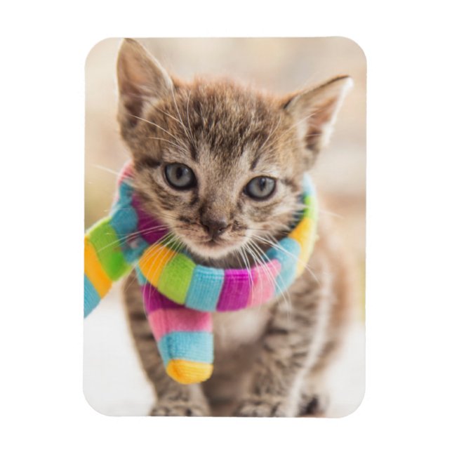 Íman Bebês Mais Pobres | Tabby Kitten Rainbow Scarf (Vertical)