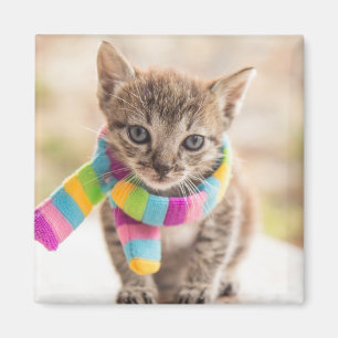 Íman Bebês Mais Pobres   Tabby Kitten Rainbow Scarf