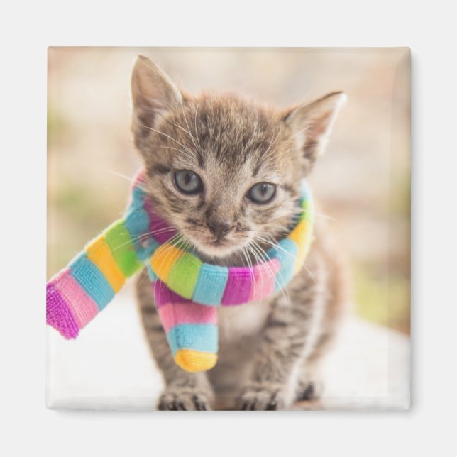 Íman Bebês Mais Pobres | Tabby Kitten Rainbow Scarf (Frente)