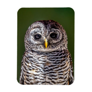 Íman Bebês Mais Pobres Tawny Owl