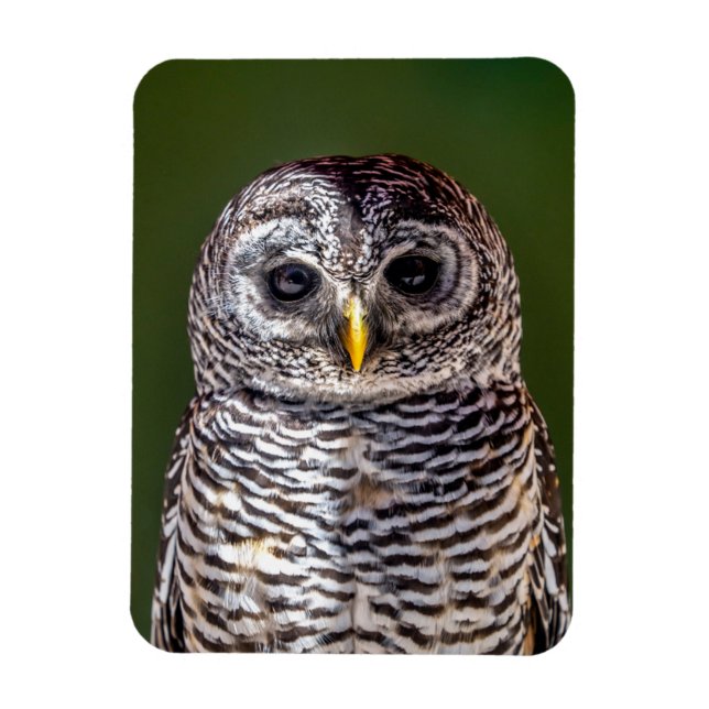 Íman Bebês Mais Pobres | Tawny Owl (Vertical)