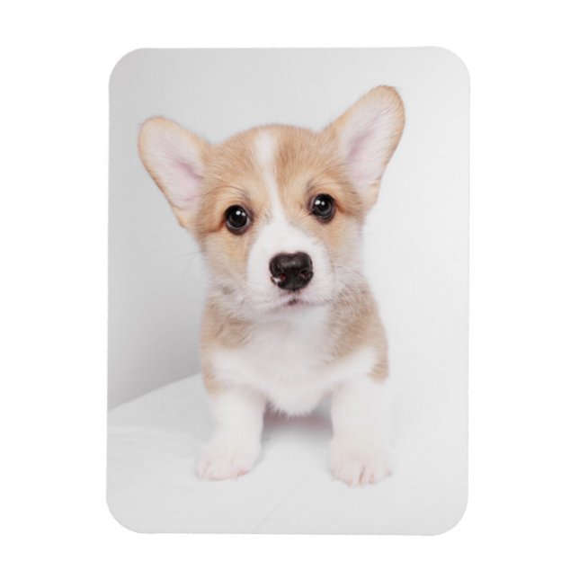 Íman Bebês Mais Pobres | Tiny Corgi (Vertical)