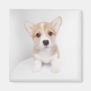 Íman Bebês Mais Pobres Tiny Corgi