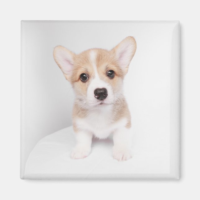Íman Bebês Mais Pobres | Tiny Corgi (Frente)