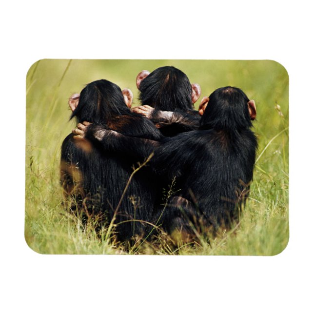 Íman Bebês Mais Pobres | Três Chimpanzés (Horizontal)
