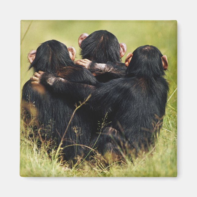 Íman Bebês Mais Pobres | Três Chimpanzés (Frente)