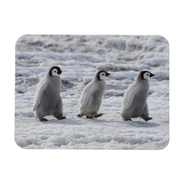 Íman Bebês Mais Pobres | Três Pintinhos Imperadores de  (Horizontal)