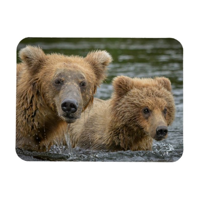 Íman Bebês Mais Pobres | Urso-Mama e Cubos (Horizontal)