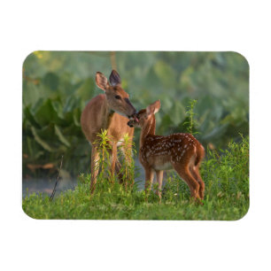 Íman Bebês Mais Pobres Veado e Bebê