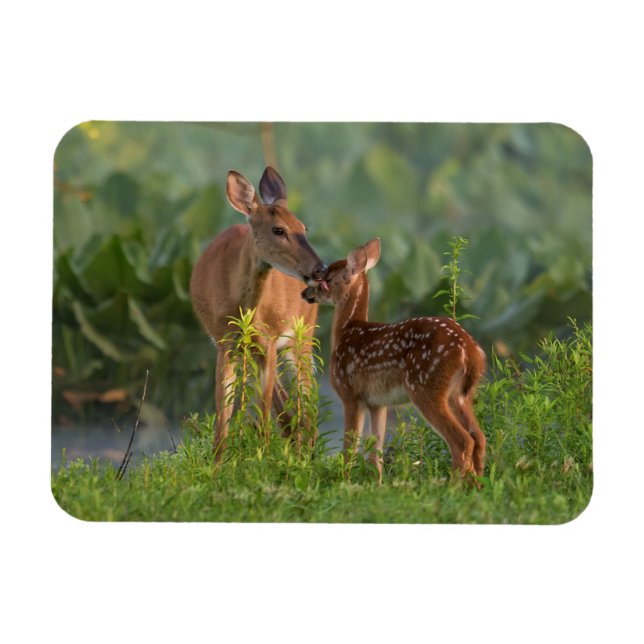 Íman Bebês Mais Pobres | Veado e Bebê (Horizontal)