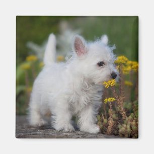Íman Bebês Mais Pobres West Highland White Terrier