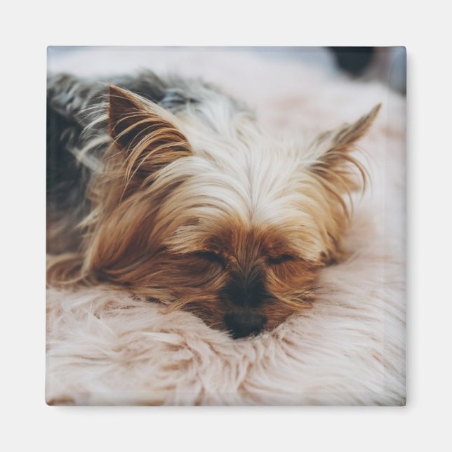 Íman Bebês Mais Pobres | Yorkshire Terrier (Frente)