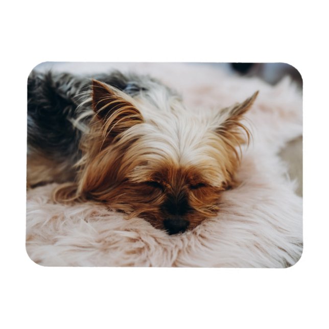 Íman Bebês Mais Pobres | Yorkshire Terrier (Horizontal)