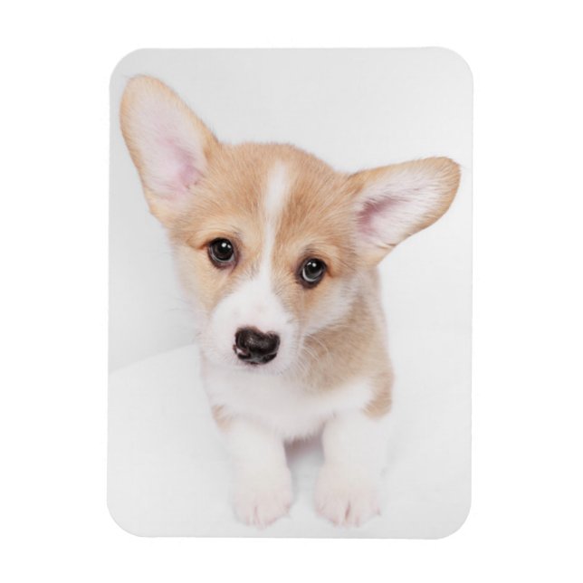 Íman Bebês Mais Pobres | Young Corgi Puppy (Vertical)