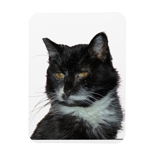 Íman Beco Cat Love (Vertical)