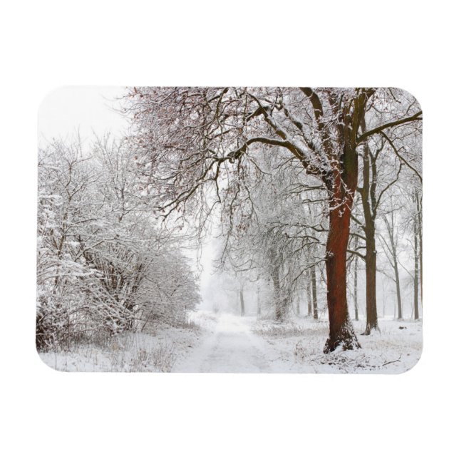 Íman Beco de árvore | Stupinigi Parc, Itália (Horizontal)