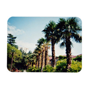 Íman Beco de Palma do Jardim Botânico de Nikitsky na