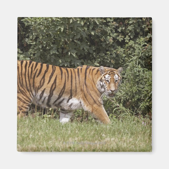 Íman Bedfordshire, Inglaterra 2 (Frente)